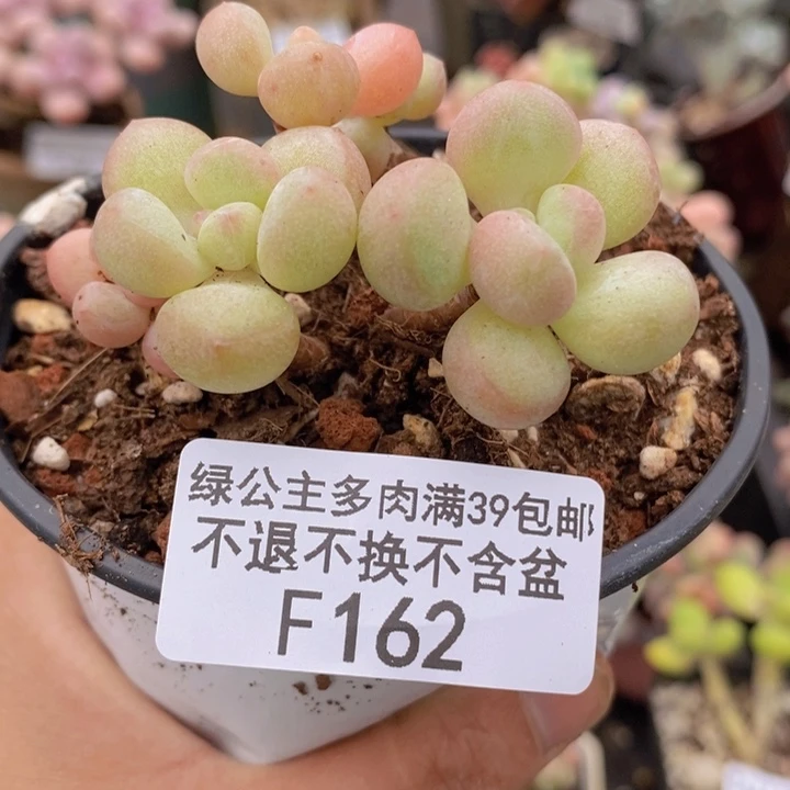 萤火虫5cm162多肉植物
