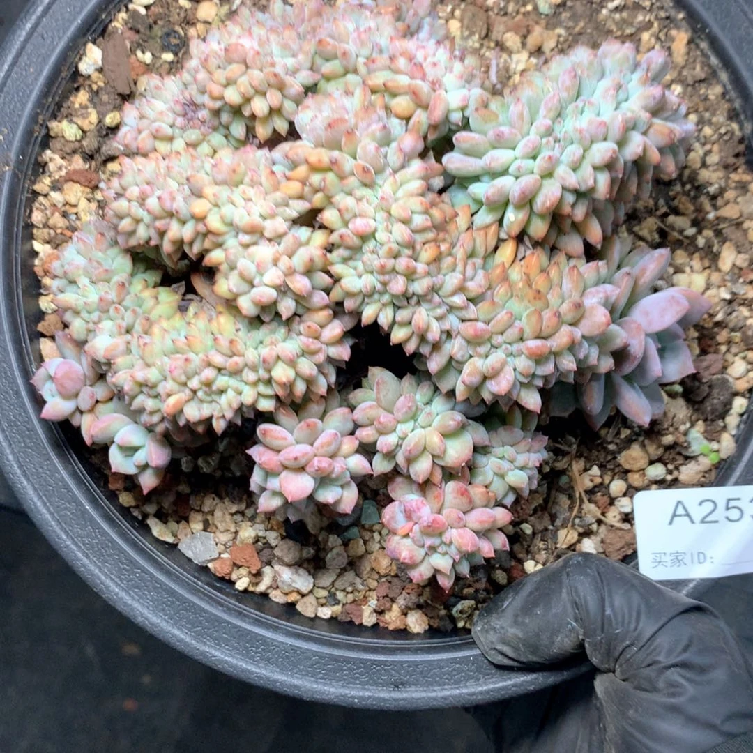 A253售后时间签收起7天内，不拍冷链不售后。