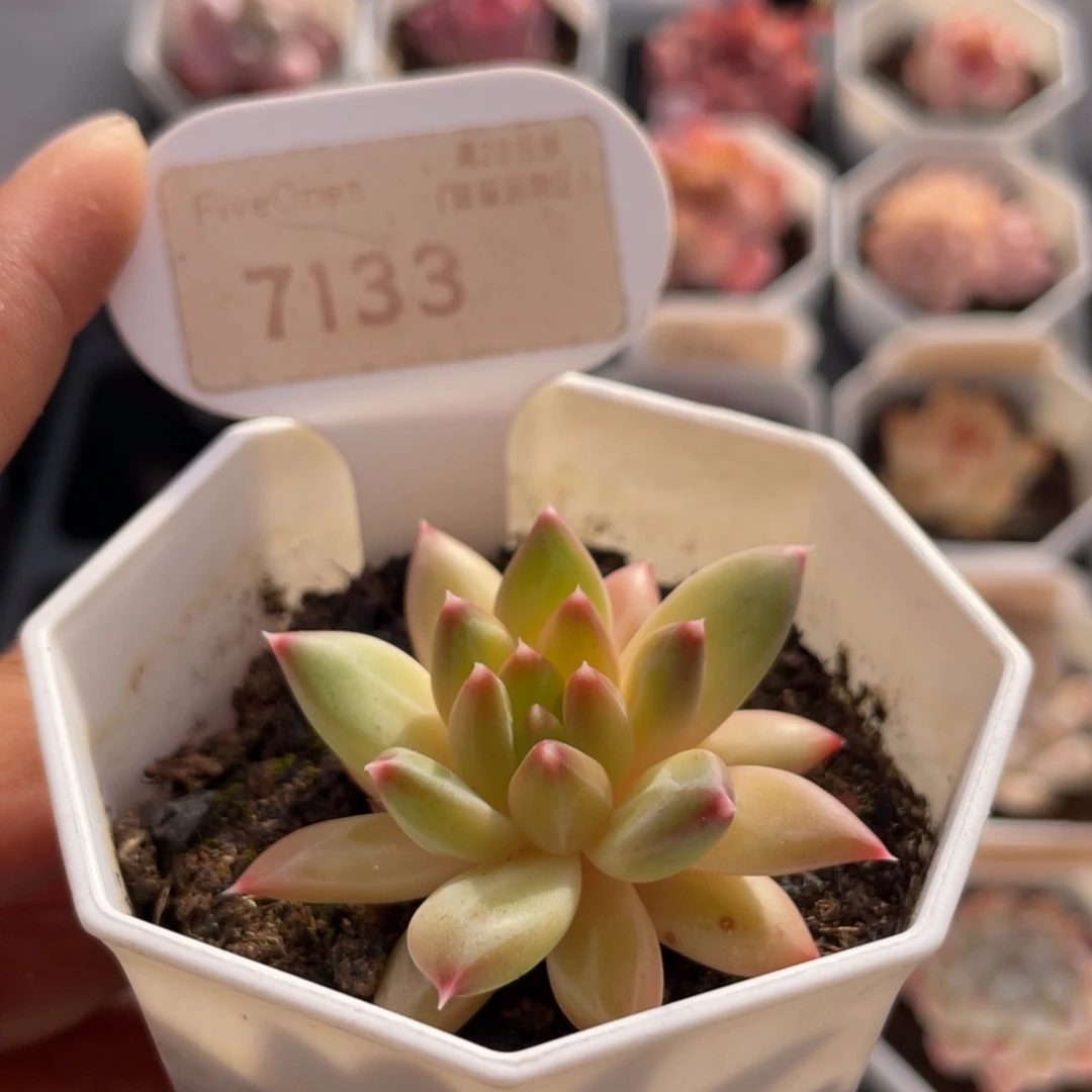 甲骨文7133-4.5厘米