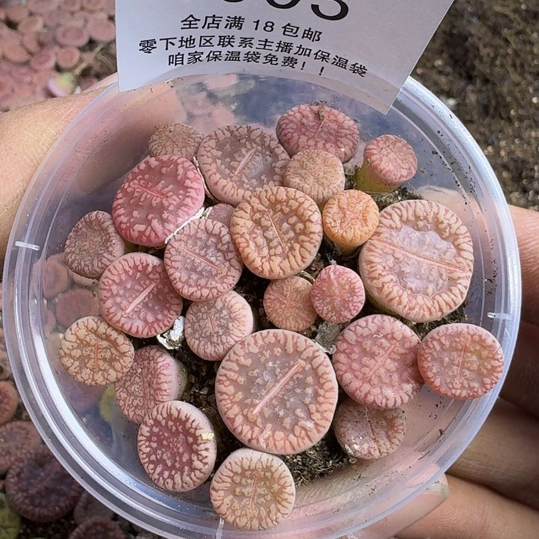 1003 哈哈哈哈哈哈哈哈哈哈哈