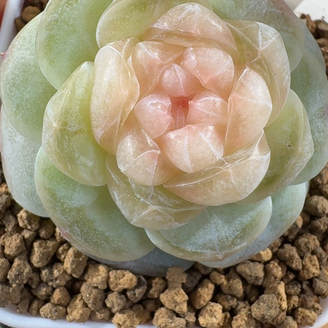 1206-22-荷包蛋单头一颗