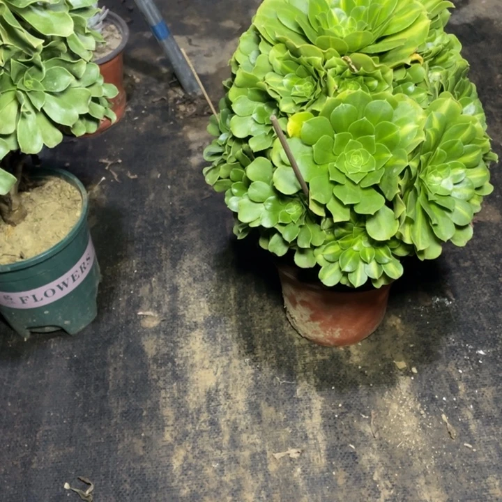 9翡翠琉璃多肉多肉植物多肉