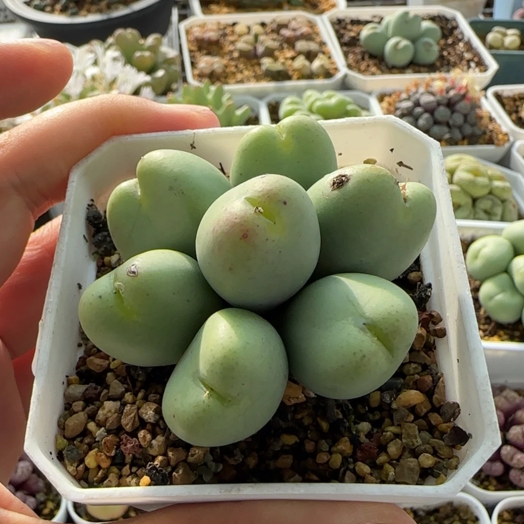 7123 大白多肉植物园
