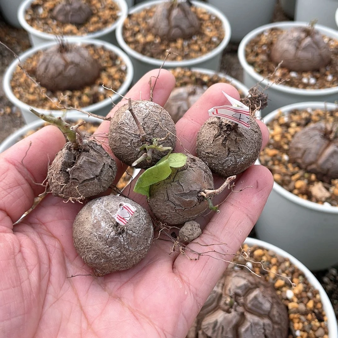 龟甲龙一物一拍421号5颗