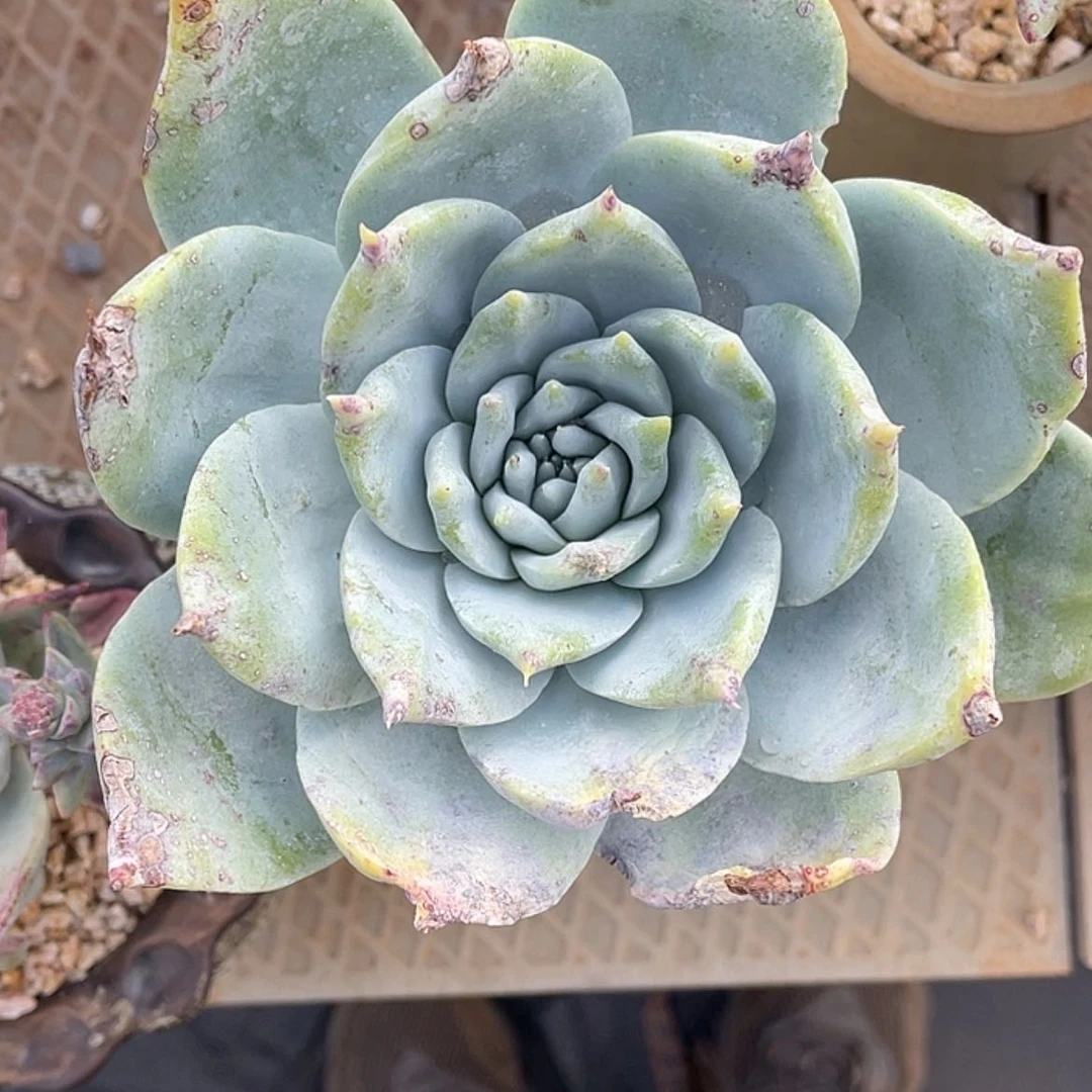 【闪购商品】大花朵老庄
