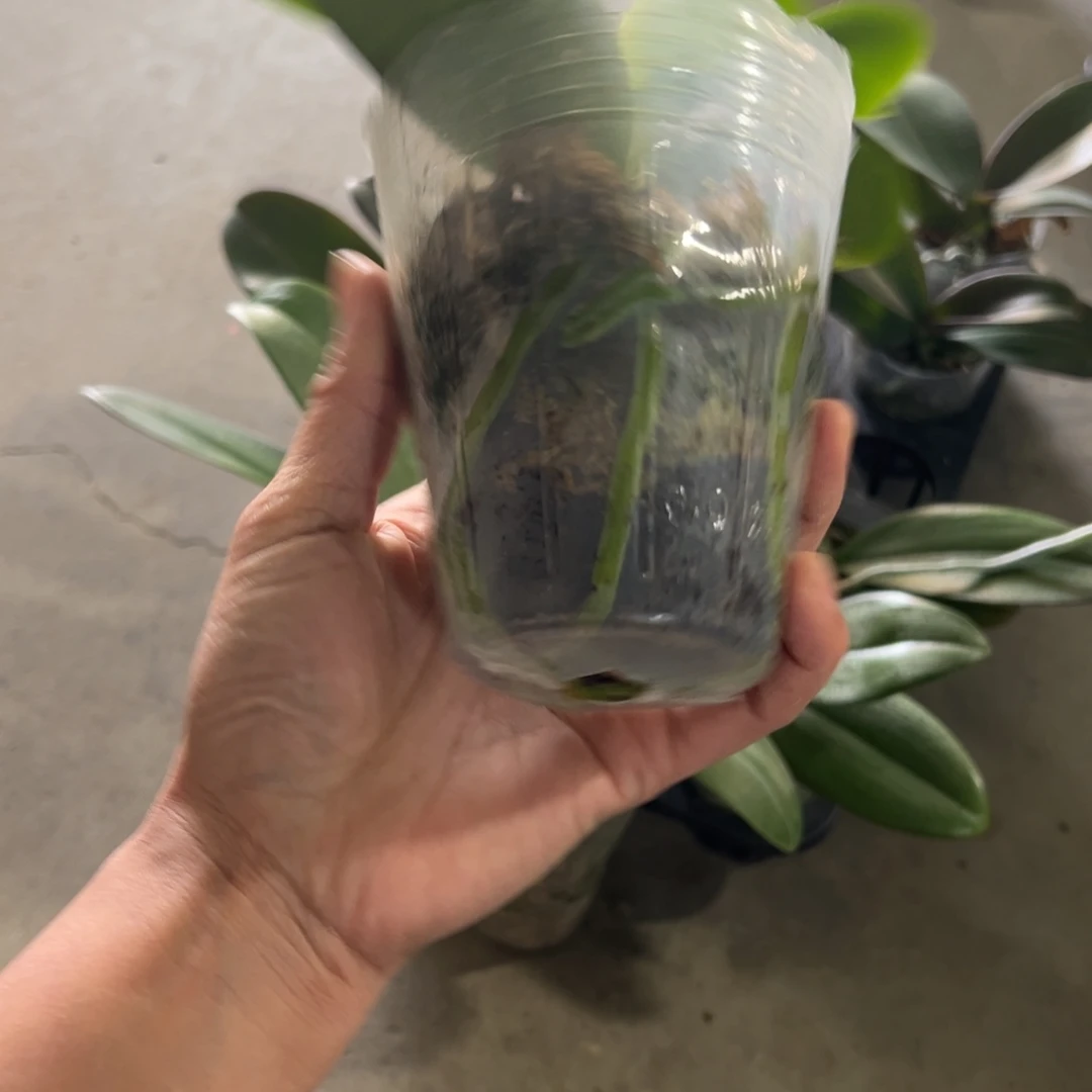 小***兔当前无花栽培后可以开花888美杜莎