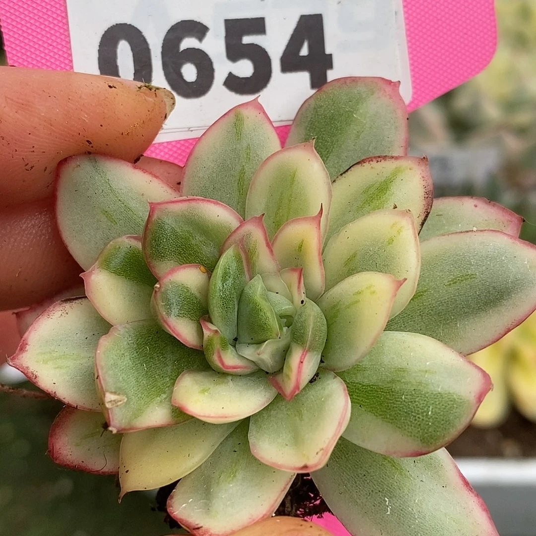 654福利哈哈哈哈哈