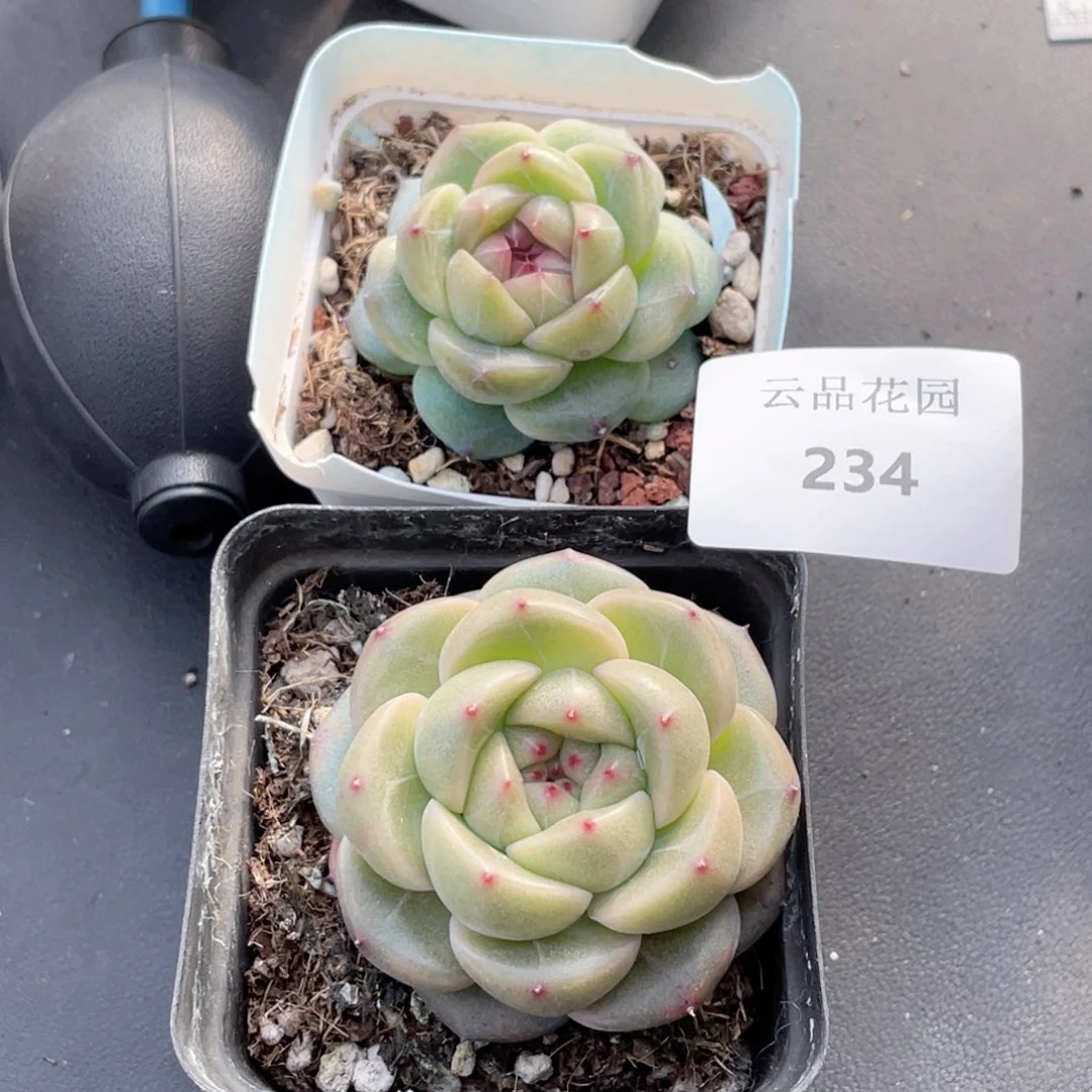 云****啦234号糖心冰心珍妮2