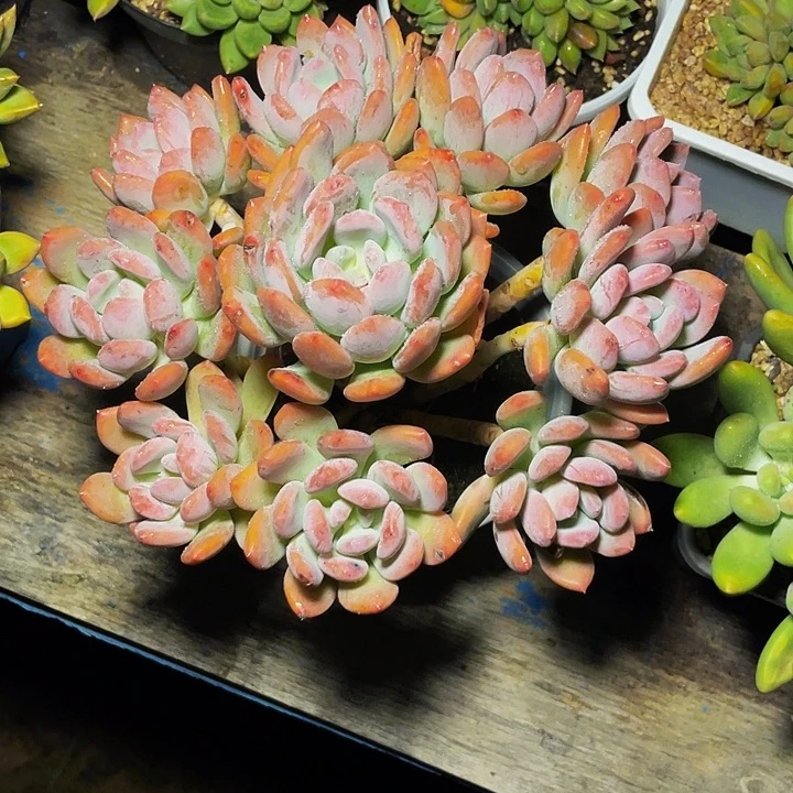 嫣***笑多肉植物灰姑娘发货