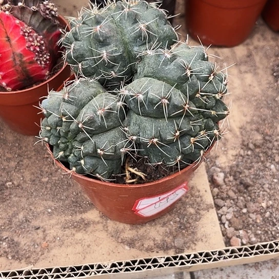 多头绯花玉一颗包邮