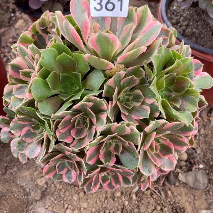 无花朵261多肉植物女妖