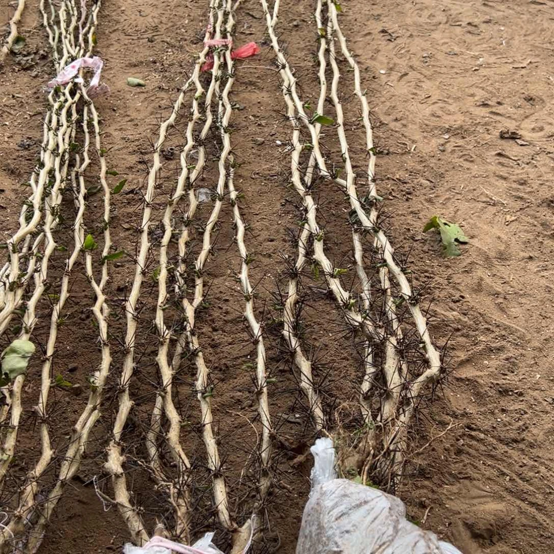 梦****儿粉色异类叶片一个