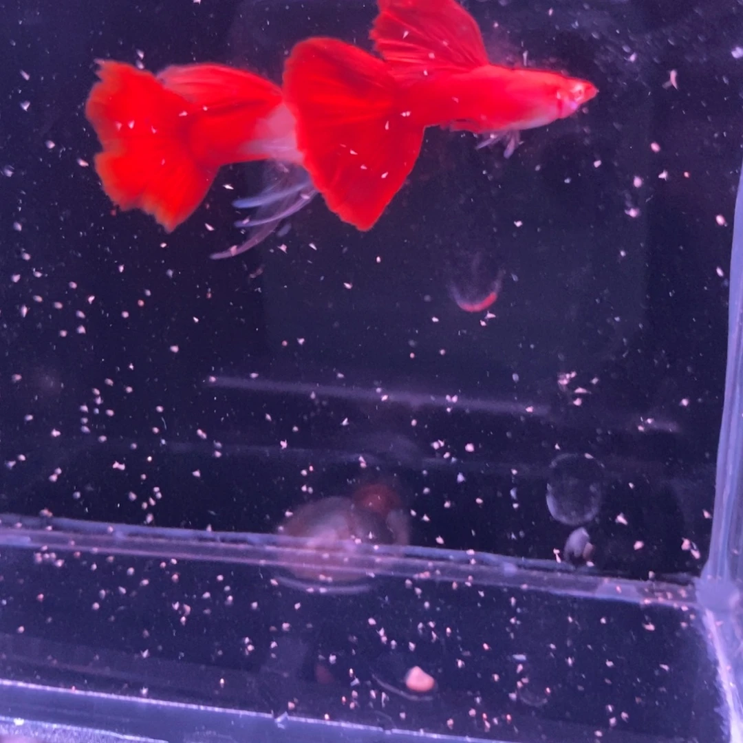孔雀鱼血红绣球一对