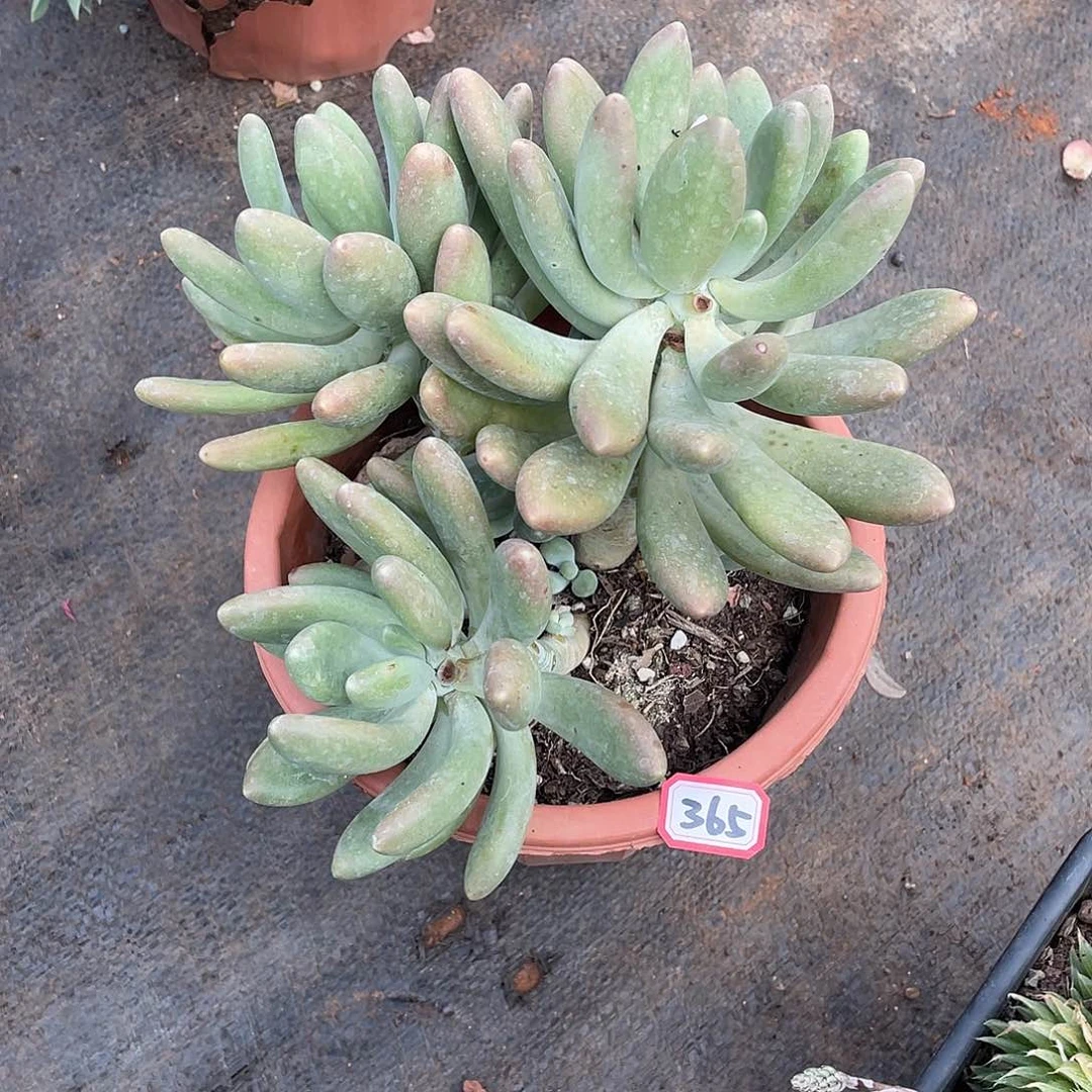 365芒果奶 （9号一物一拍多肉）