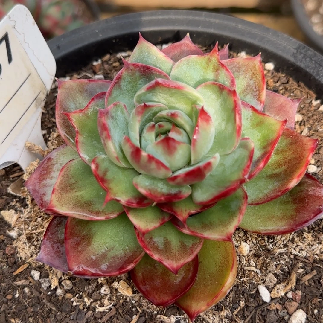 惊鸿一物一拍包装收缩花旱767