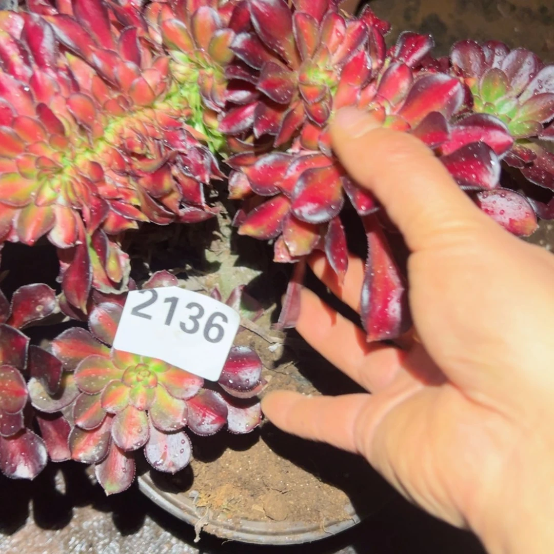 2136 号多肉植物法师新年福利