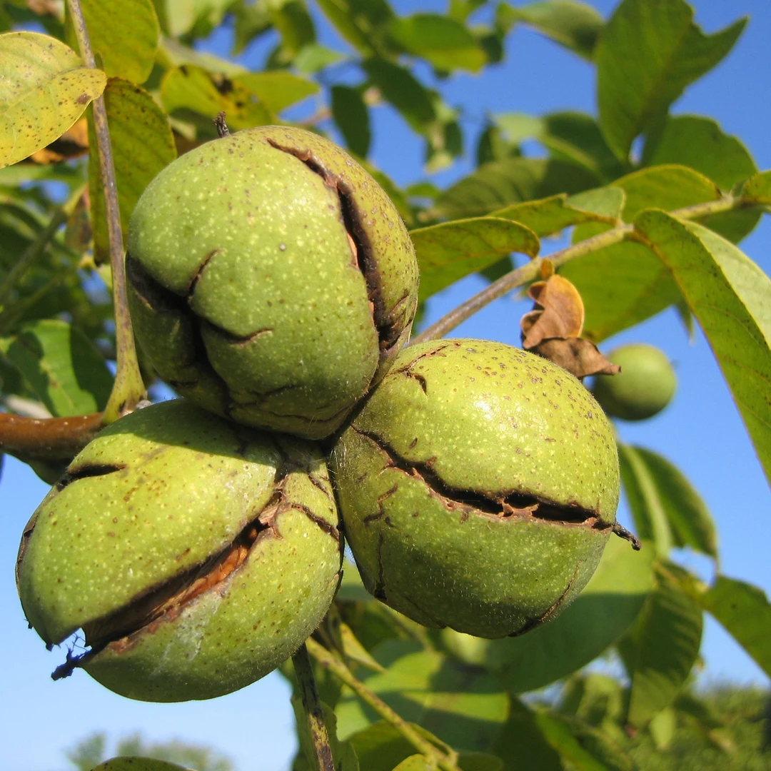 核桃仁山核桃坚果