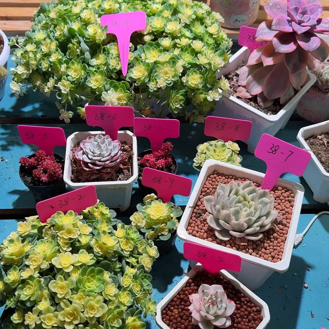 尧*大转盘抽三次，多肉植物