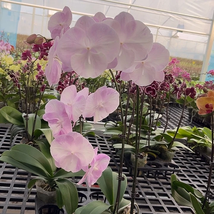 大部分花苞少量开放