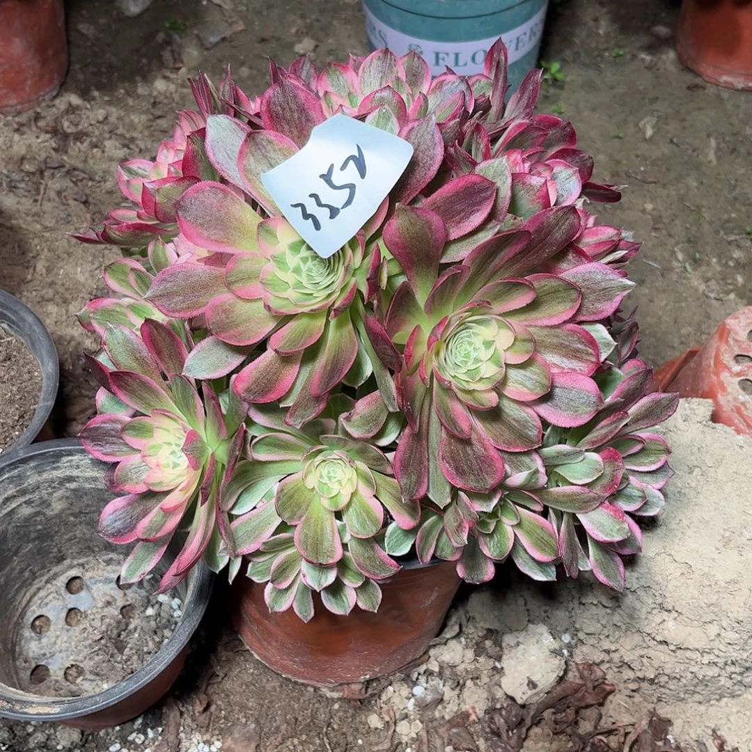 多肉植物海仙母本3352