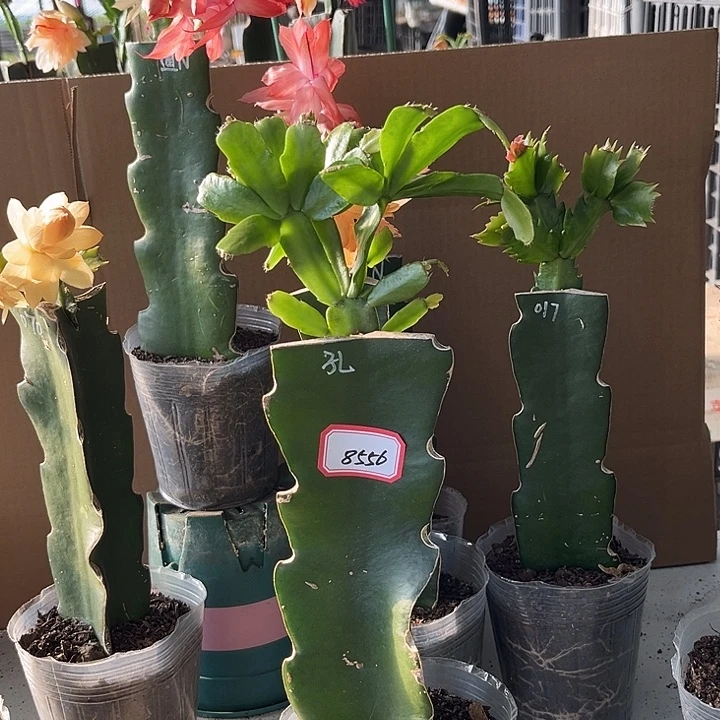 云***朵当前无花朵，栽培后可花朵孔雀屏