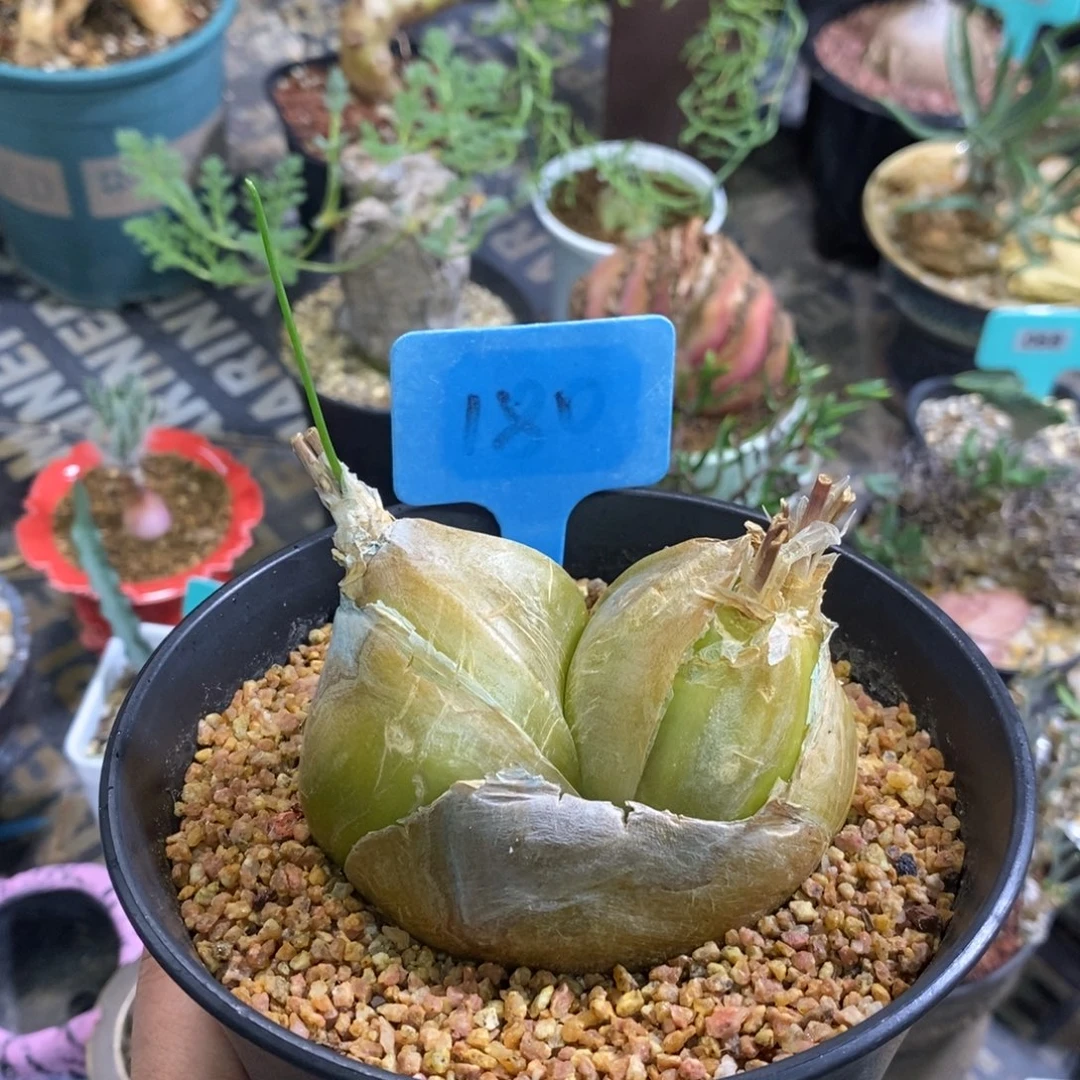 安哥拉苍角殿多肉植物