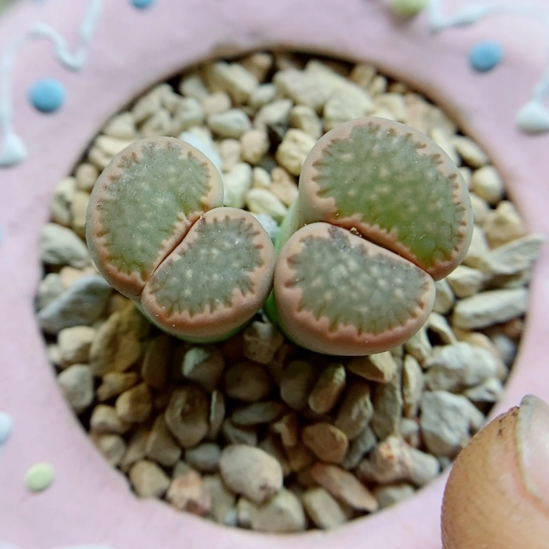 生石花花花花花花花花942