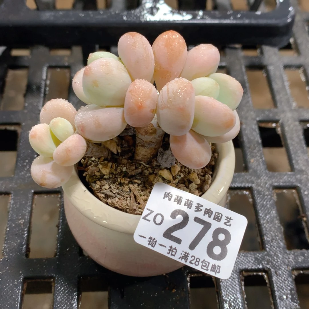 肉萌萌拇指盆精控多肉ZO278