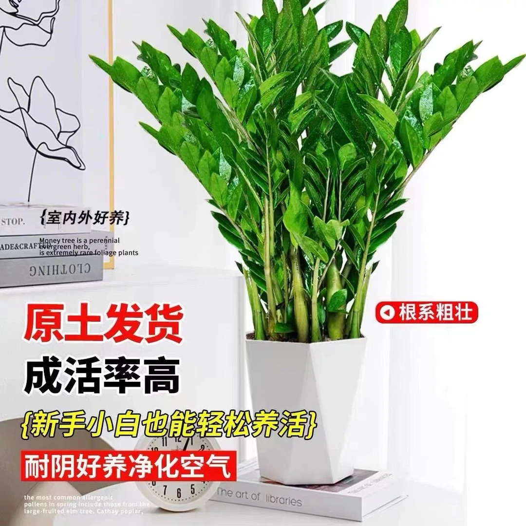 【基地直销】210老庄80-90cm金钱树盆栽室内客厅绿植花卉四季常青