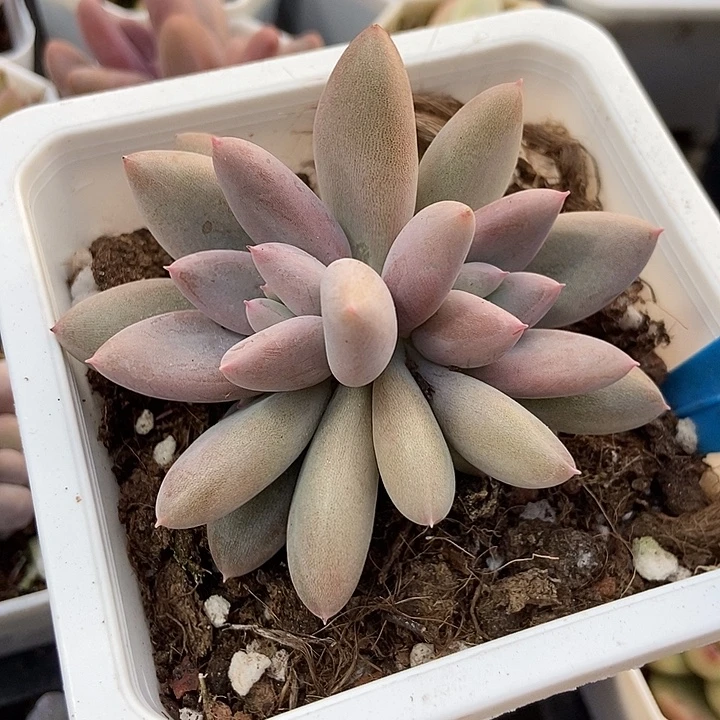 多肉植物哥特1008多肉