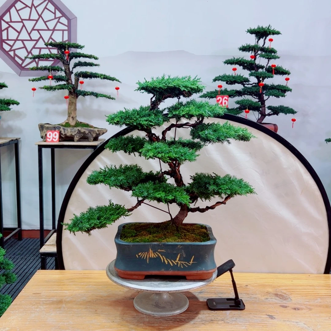 老桩盆景原生桩龙爪松