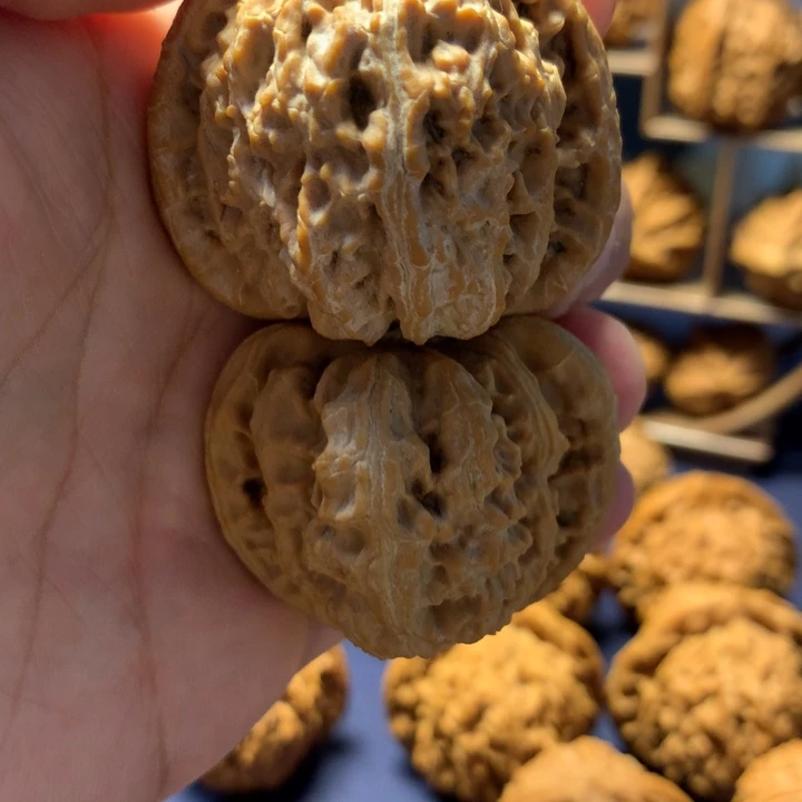 暗***魔42精品白狮子白狮子