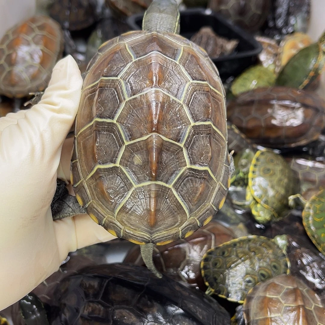 K***.中华草龟公母搭配