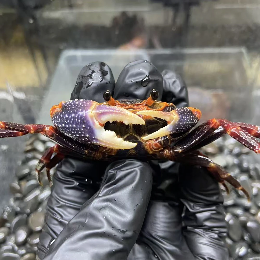 海南新内溪蟹（紫钳）
