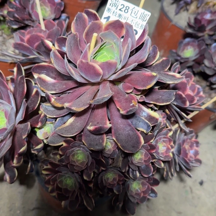 1128欧嘉莉不包断枝多肉