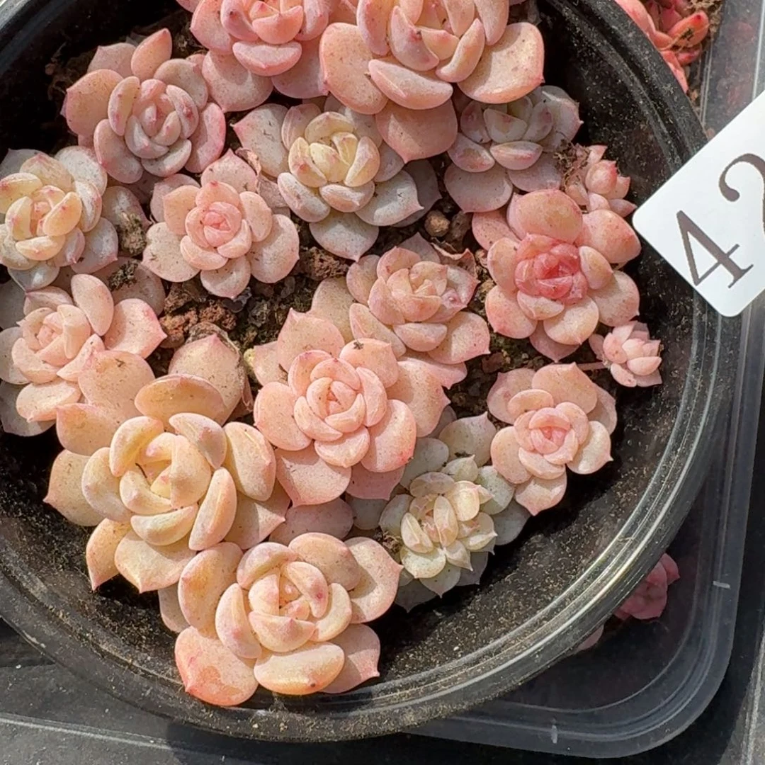 多肉植物多肉植物422