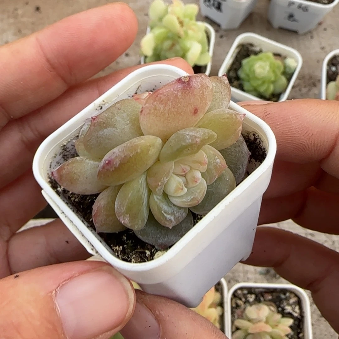 财富4 盆桌上一个满25包邮