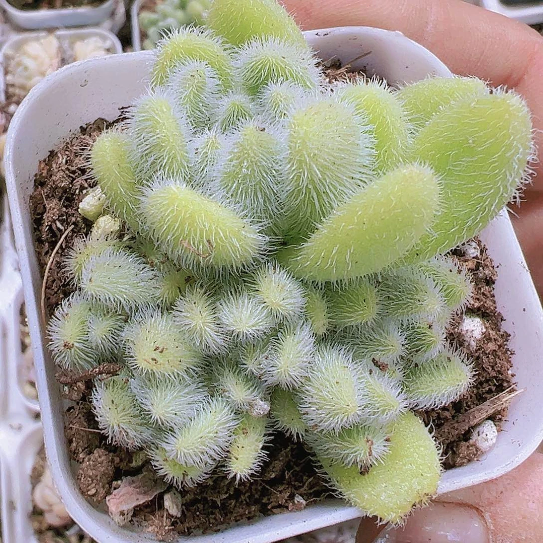 信东尼19包邮多肉