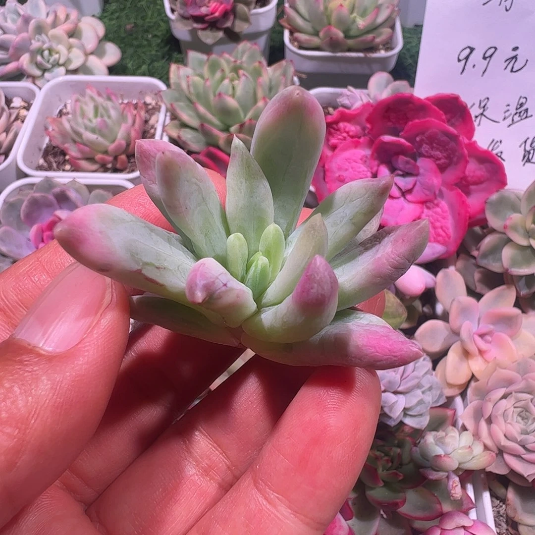 s***w多肉植物多肉植物