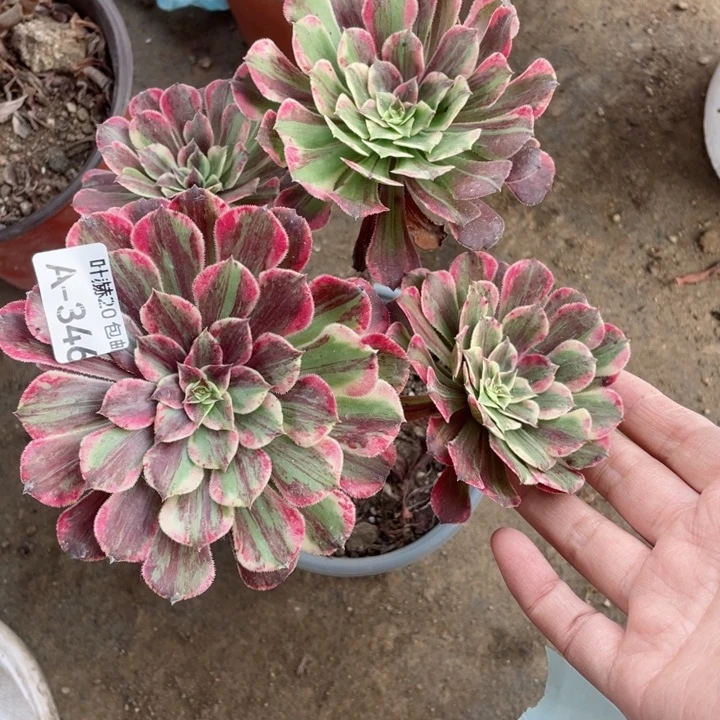 段***）346铜花顺多肉123445789