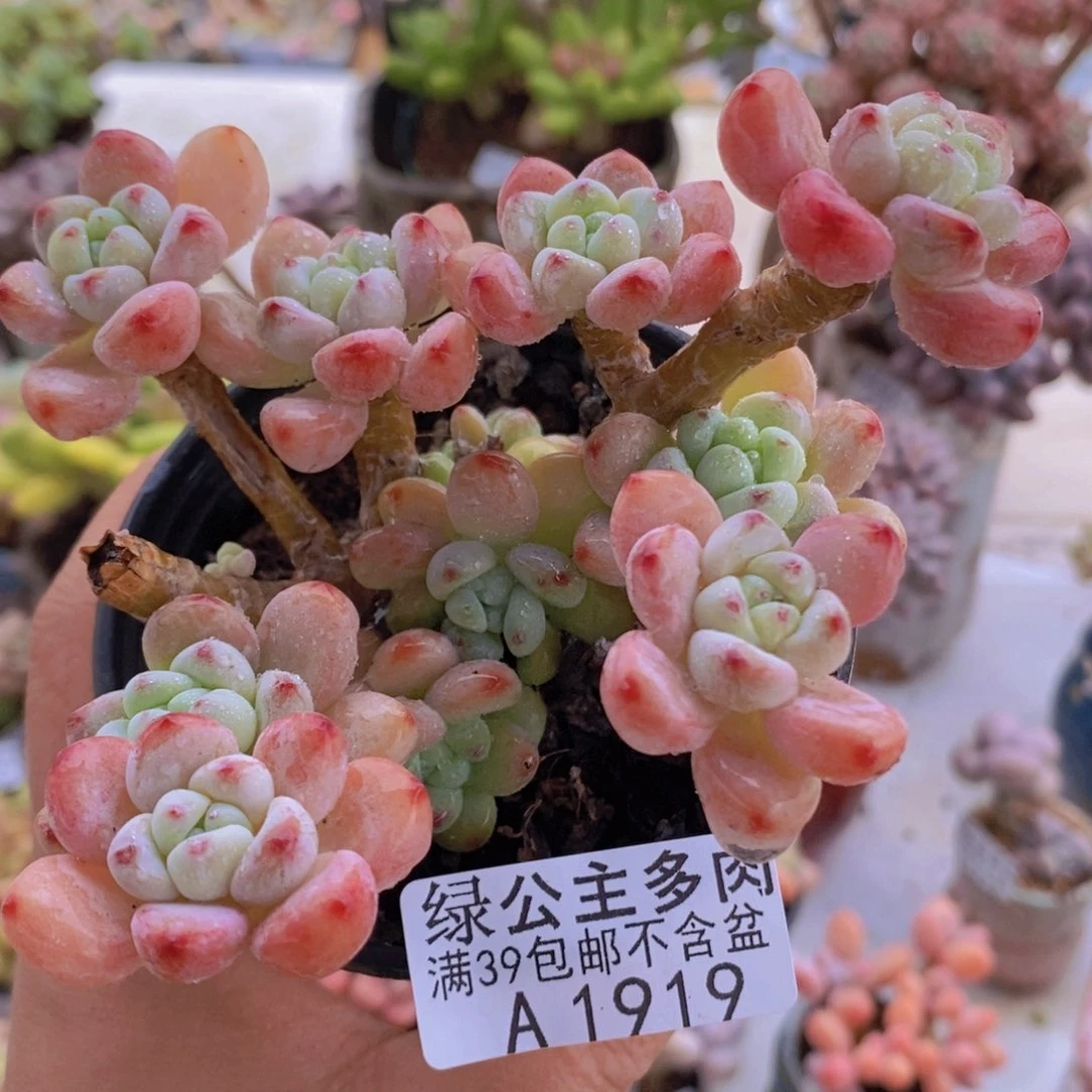 樱花罗琦老桩有砍10cm1919多肉酱