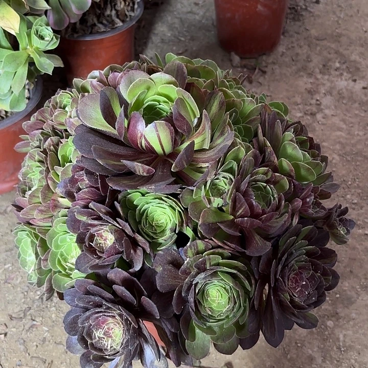 多肉植物花月夜9