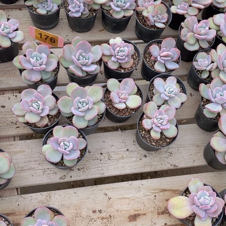 芸***芸176号韩版奶茶10颗1111