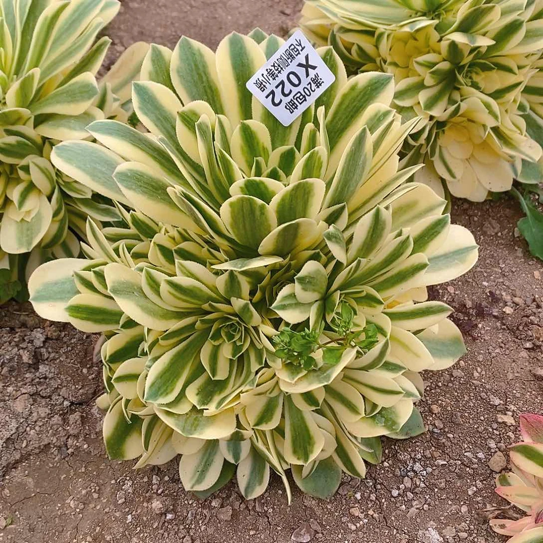 022辛尼亚多肉法师锦