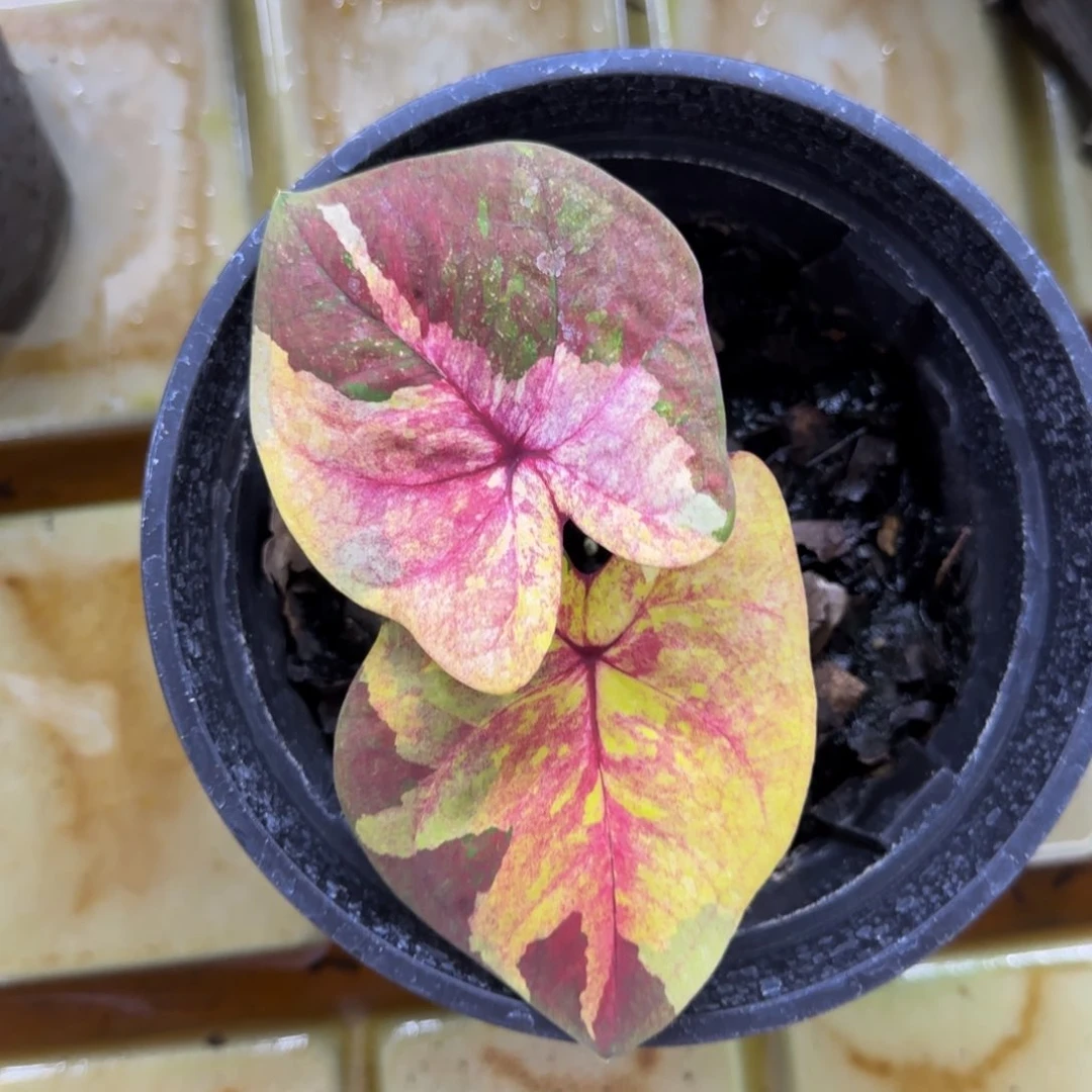 130-1022广东发货暮光
