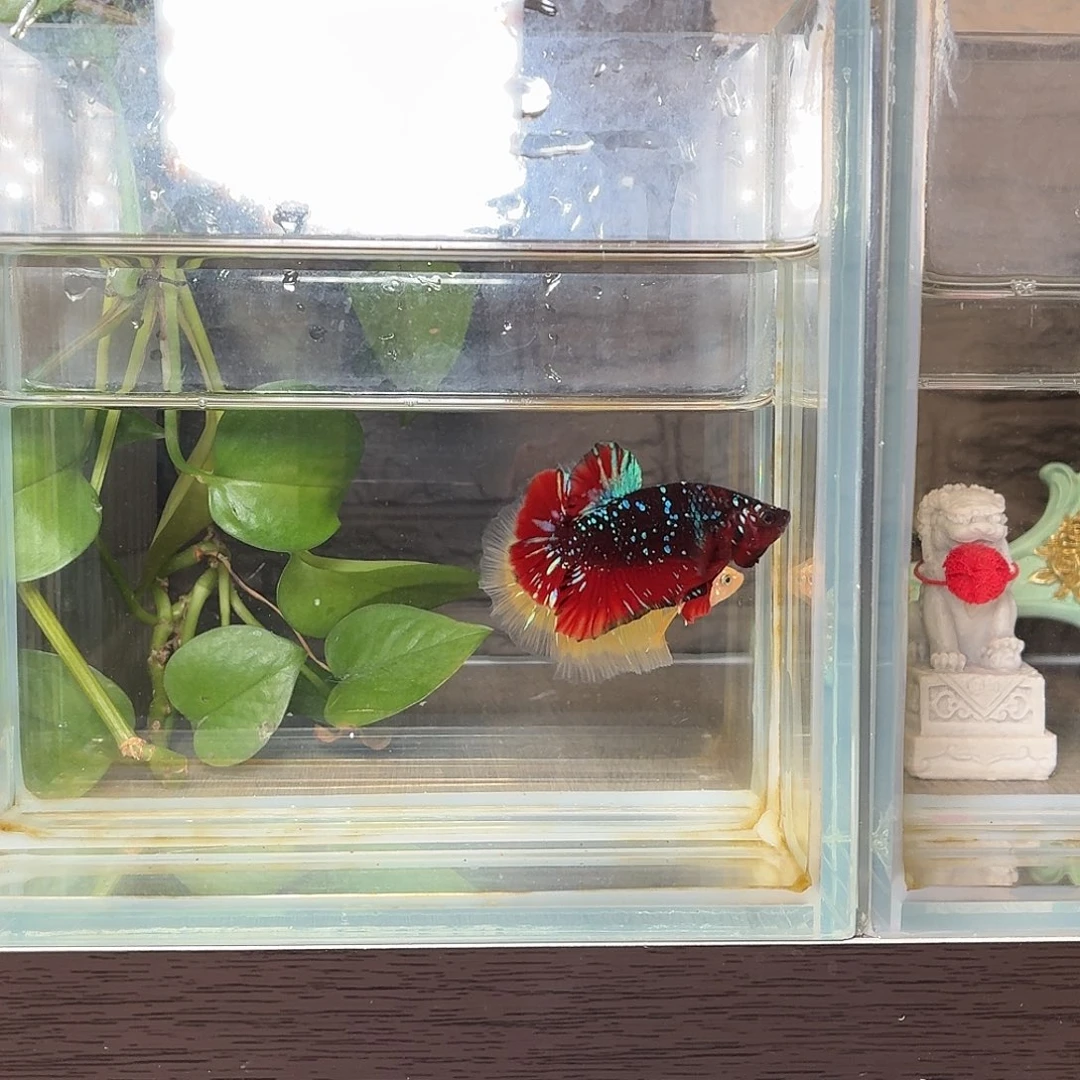 斗鱼彩金黑凤凰将军