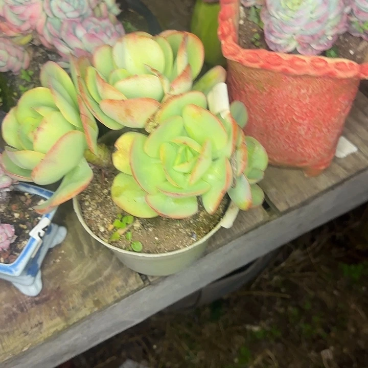 多肉植物一物一拍碧桃313