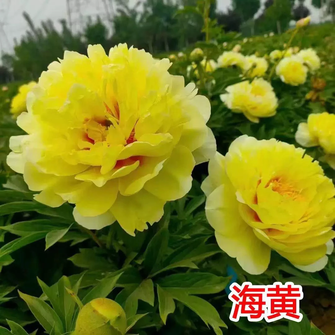 【海黄】牡丹花 秋天发苗 盆栽地栽 精选品种 基地直发