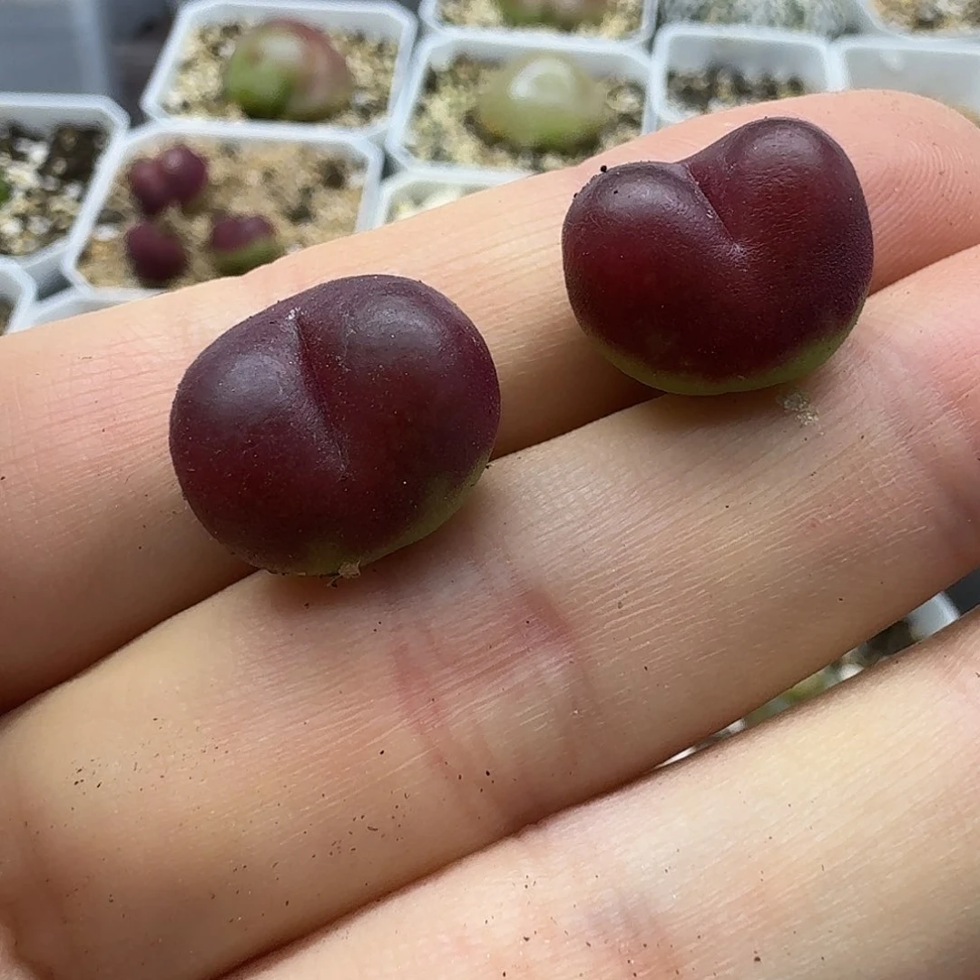老马生石花吕红2647