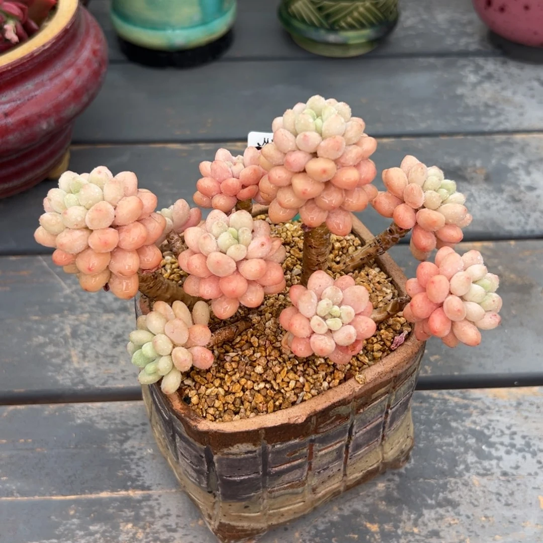 多肉一物一拍0307-61